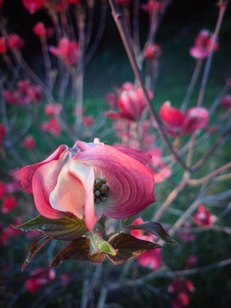 photo fleur par Garence Clasen pour la Maison de l'Adelphite